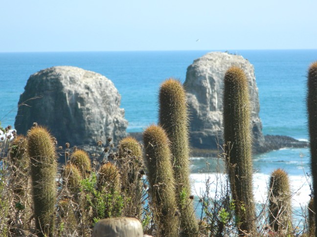 Los Morros entre los cactus de la costa de Punta de Lobos